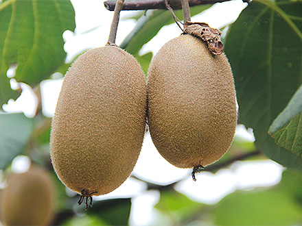 开云体育官方入口基地展示一