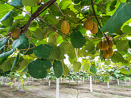 开云体育官方入口基地展示三